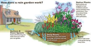 rain garden