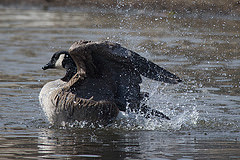 13019490264_b0de1b2269_m