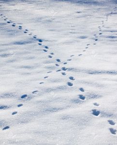 4298704-animal-footprints-on-snow