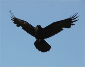 NotchWing-Displaying