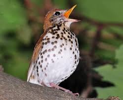wood thrush