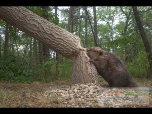 beaver