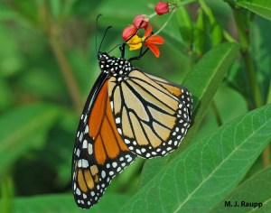 monarch