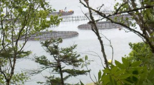 maritimes - Fundy salmon