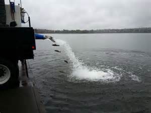 fish stocking