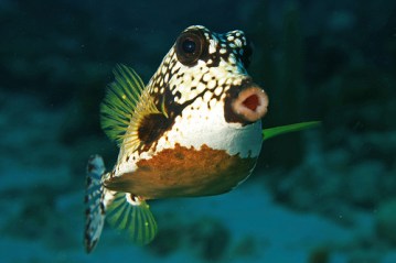 smooth-trunkfish
