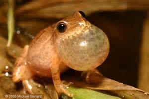 Spring peepers