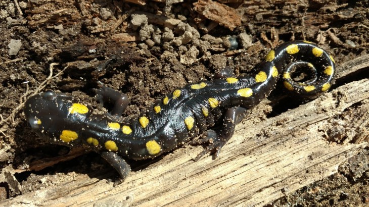 spotted salamander