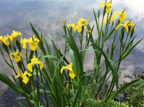 swamp lillies