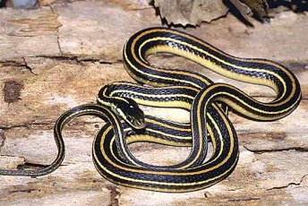 ribbon snake